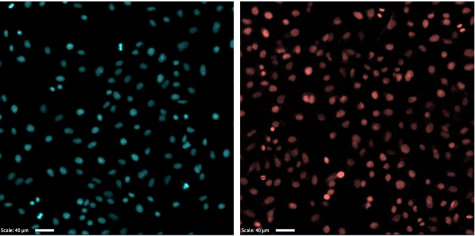 Figure 79